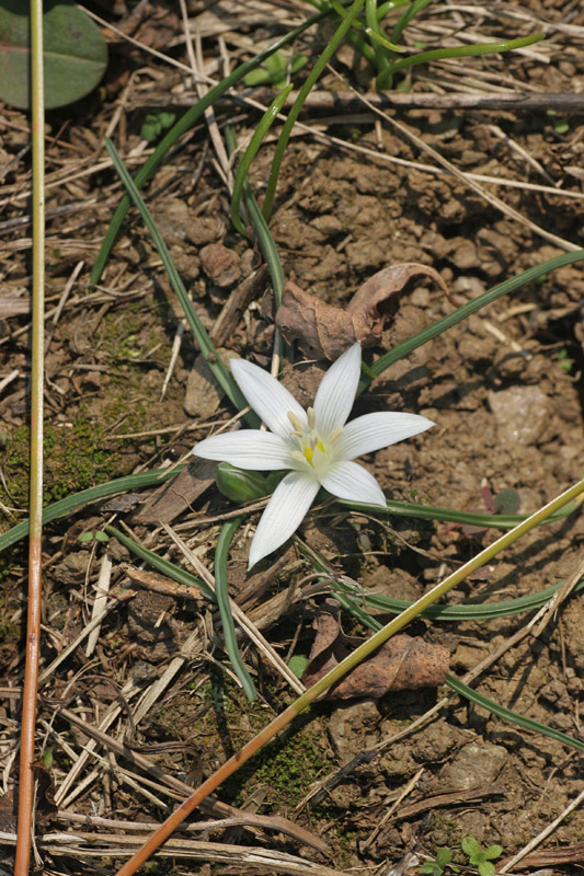 Ornithogalum exscapum Ten.
